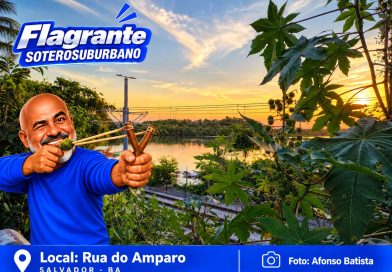 O BOM E VELHO PÉ DE MAMONA: MEMÓRIA QUE DESAPARECE DA PAISAGEM DO SUBÚRBIO